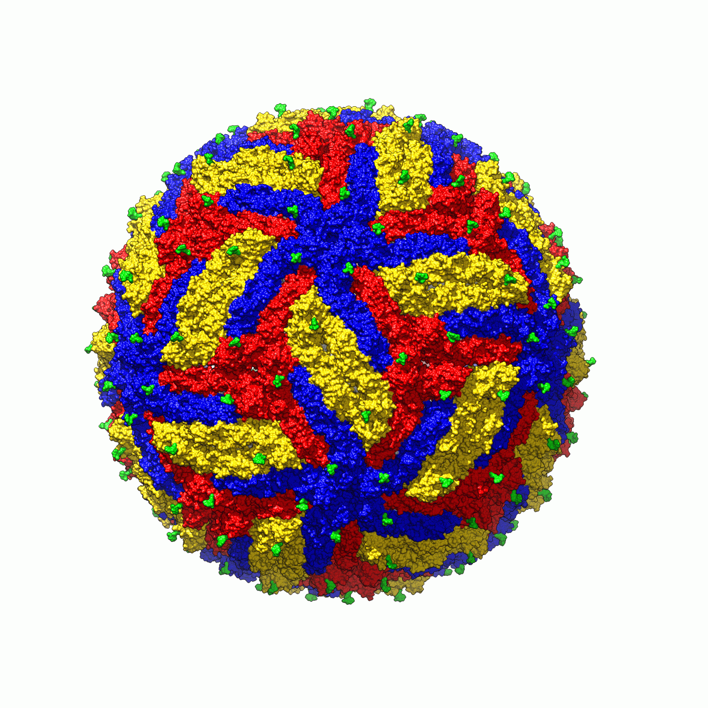 The structure of Zika virus.