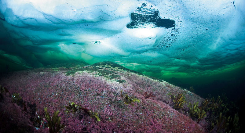 Arctic algae
