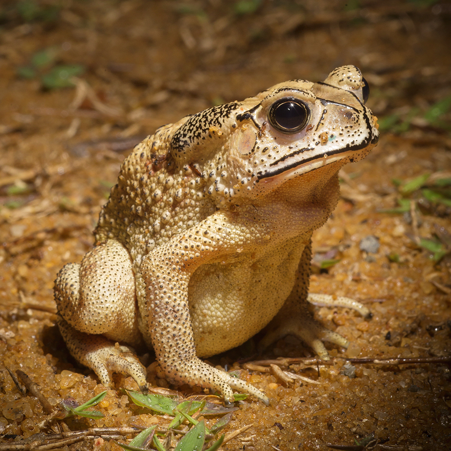 Invasion Of The Toads Cosmos Magazine 2780