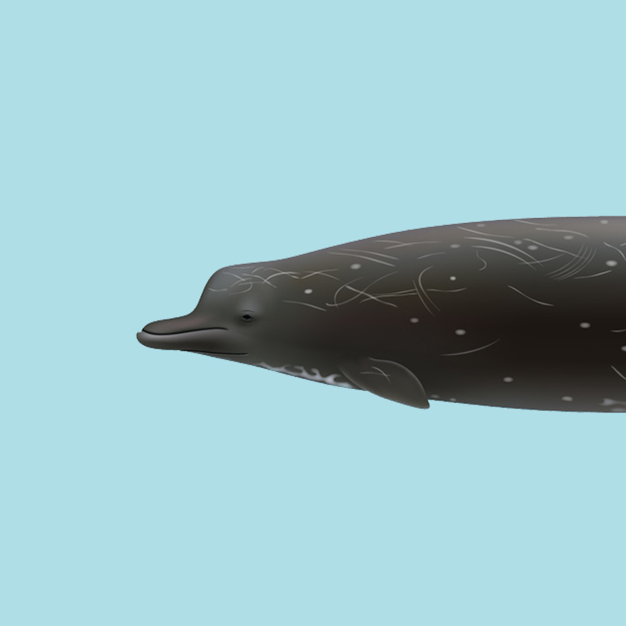 New Beaked Whale Species Identified