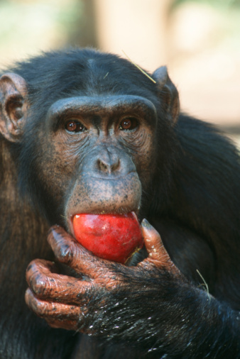 chimp fruit