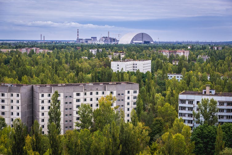 In the wake of chernobyl, plants can be seen thriving