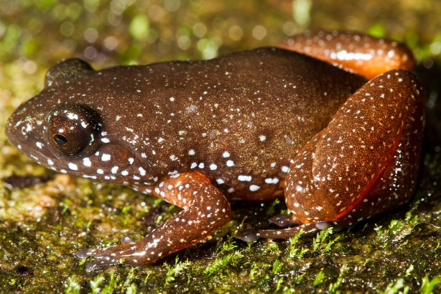 One of a kind: India's starry dwarf frog.