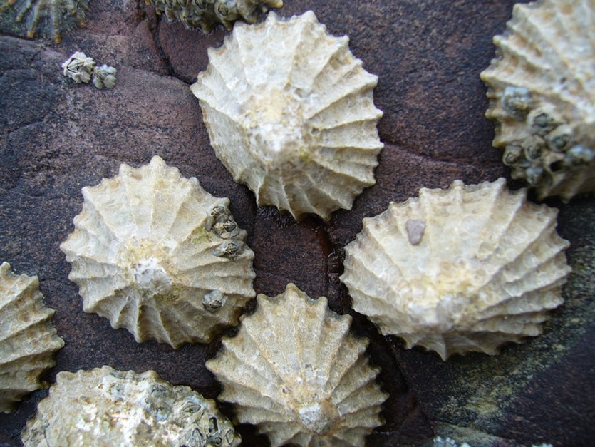 Limpet2