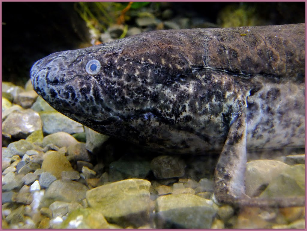 The South American lungfish's heart rate changes with its breathing -- an adaptation that is also found in humans.