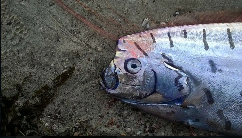 Rare Oarfish Washes Up On Beach - Cosmos Magazine