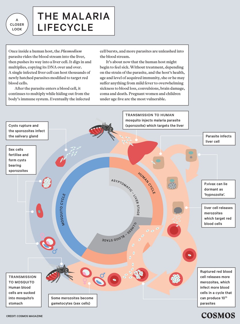 The fight to eradicate malaria in Papua New Guinea - Cosmos Magazine