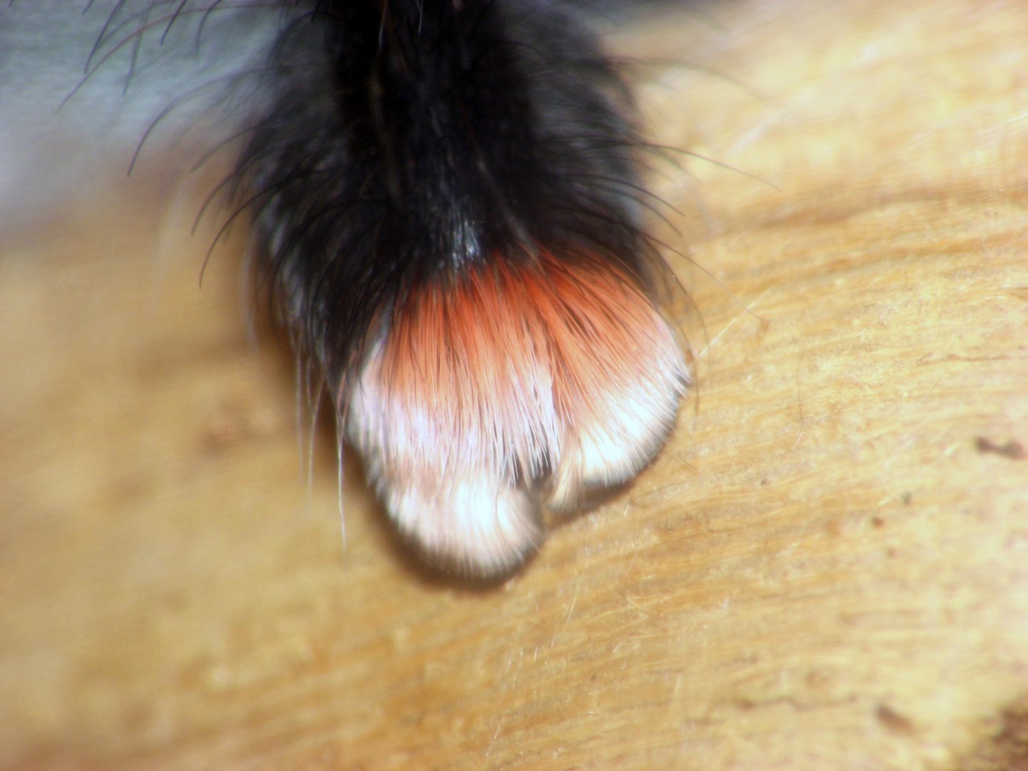 The science spider paws