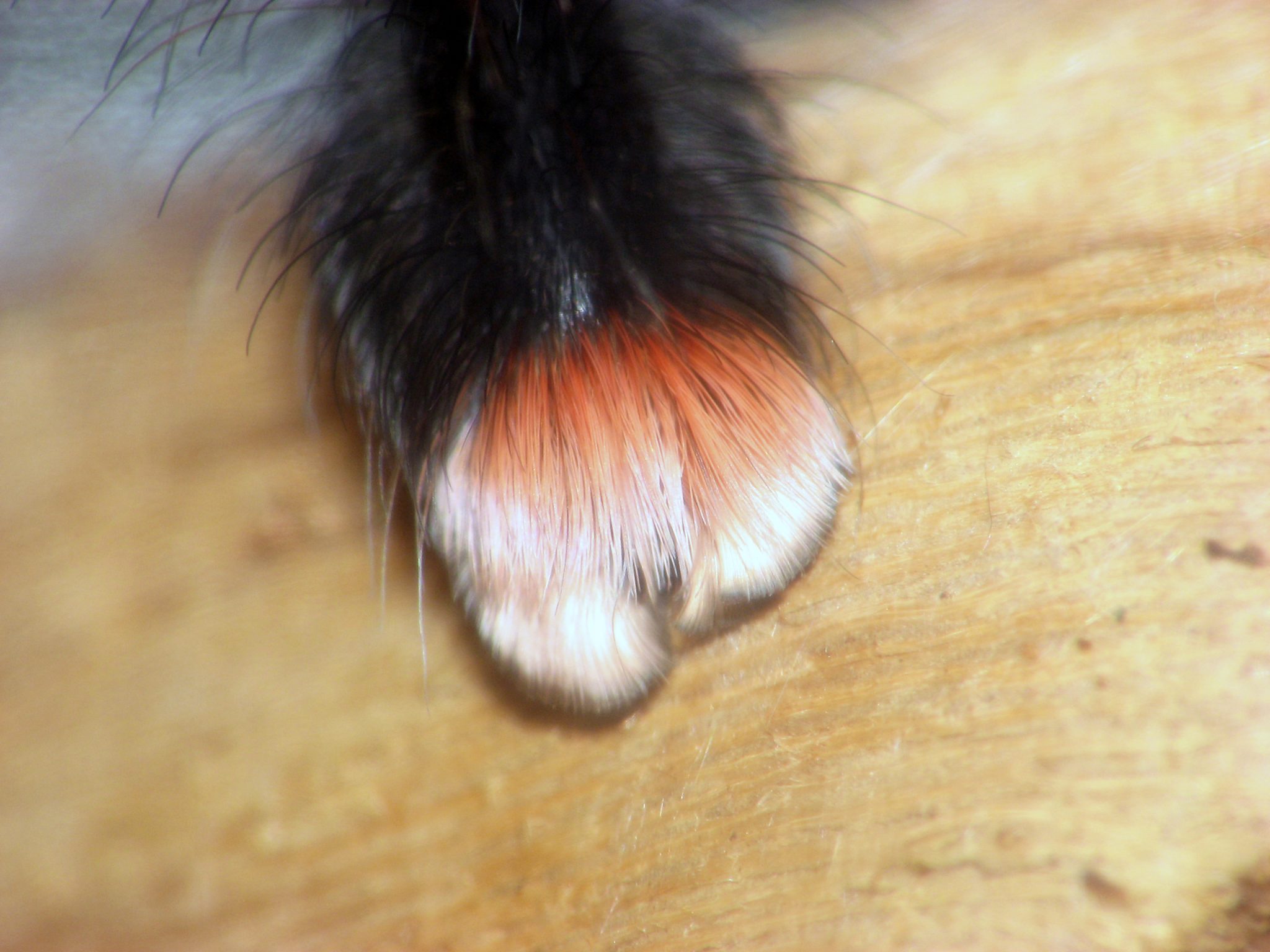 The science of spider paws - Cosmos Magazine