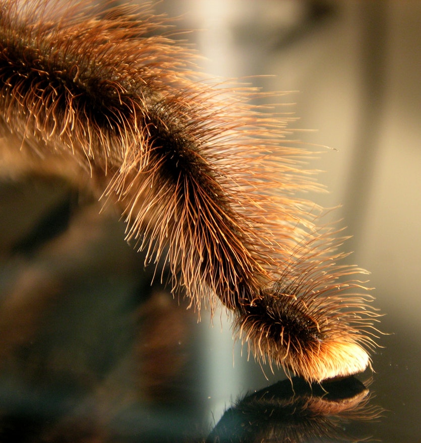 The lower leg and foot of a pinktoe tarantula.