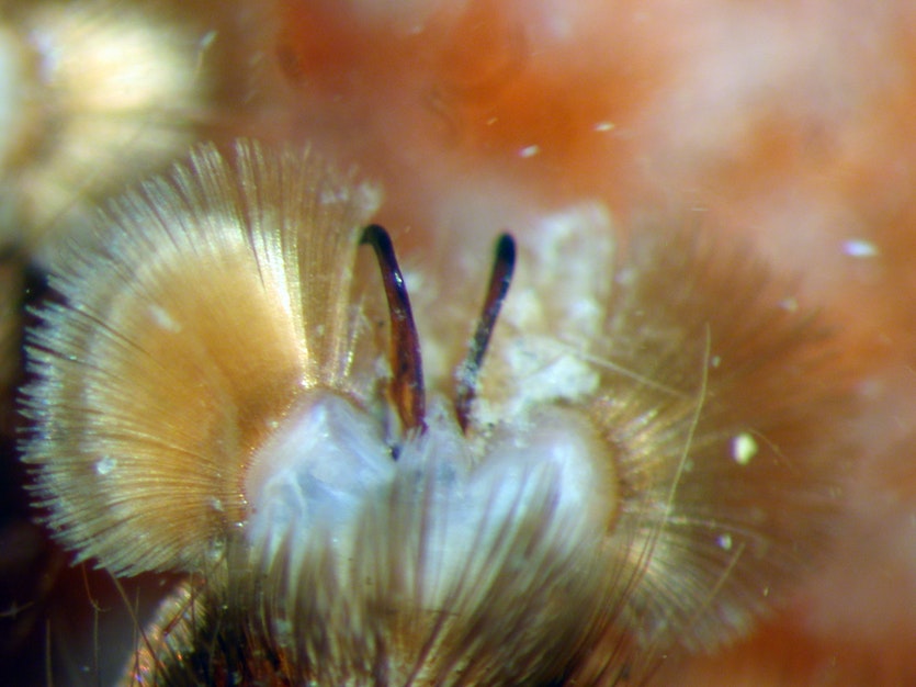 Claw tufts of a barychelidae idiommata spider.
