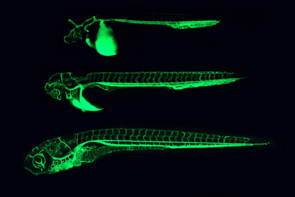 Blind zebra fish repair their own retinas - Cosmos Magazine