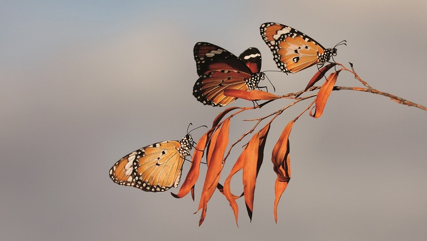 The lesser wanderer butterfly (Danaus petilia) is found in much of Australia.