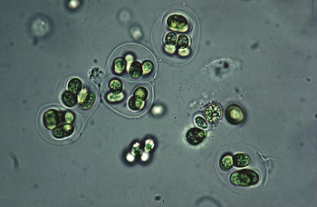 Blue green living gloeocapsa cyanobacteria cr ed reschke