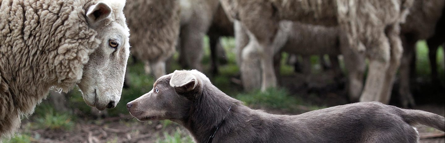 Backing: a kelpie will jump on the backs of sheep to control the flock.