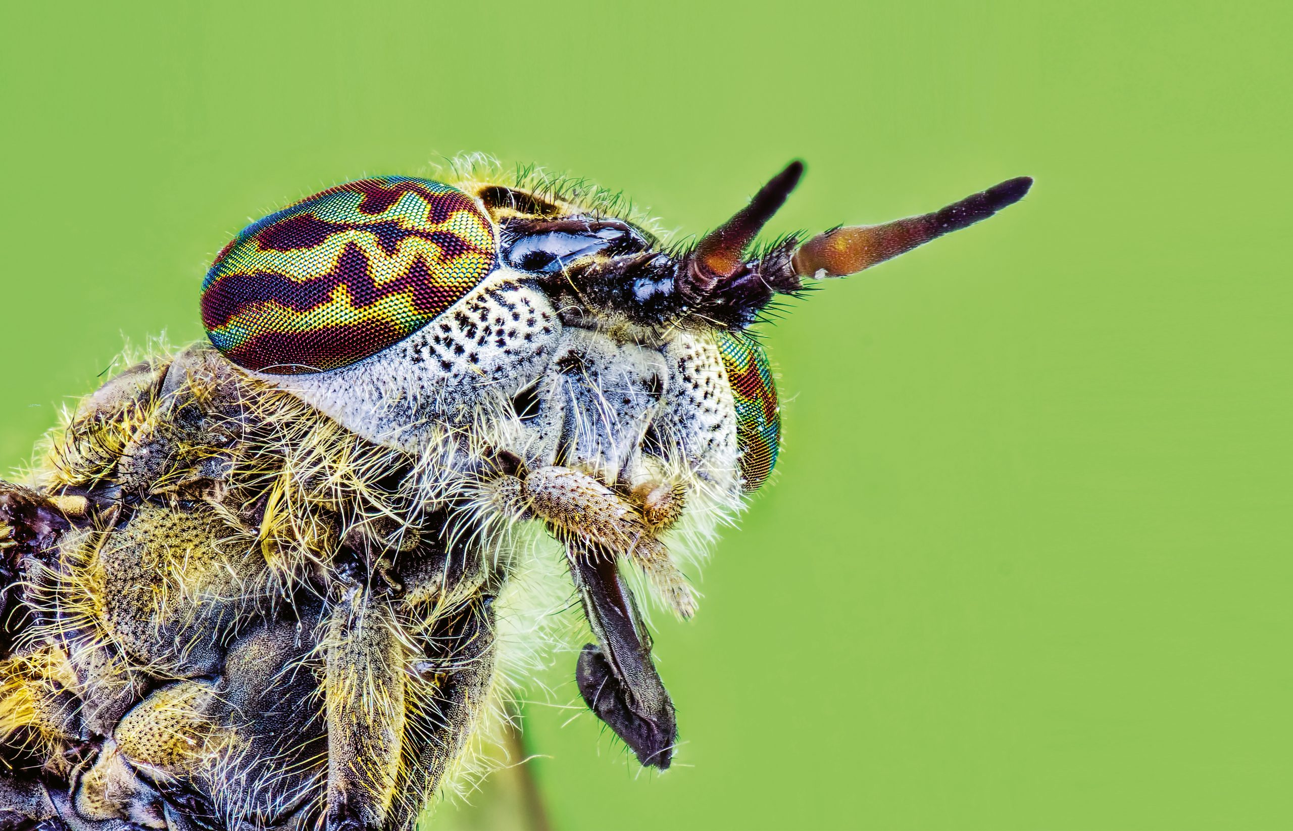 Gallery: Arthropods see things differently - Cosmos Magazine