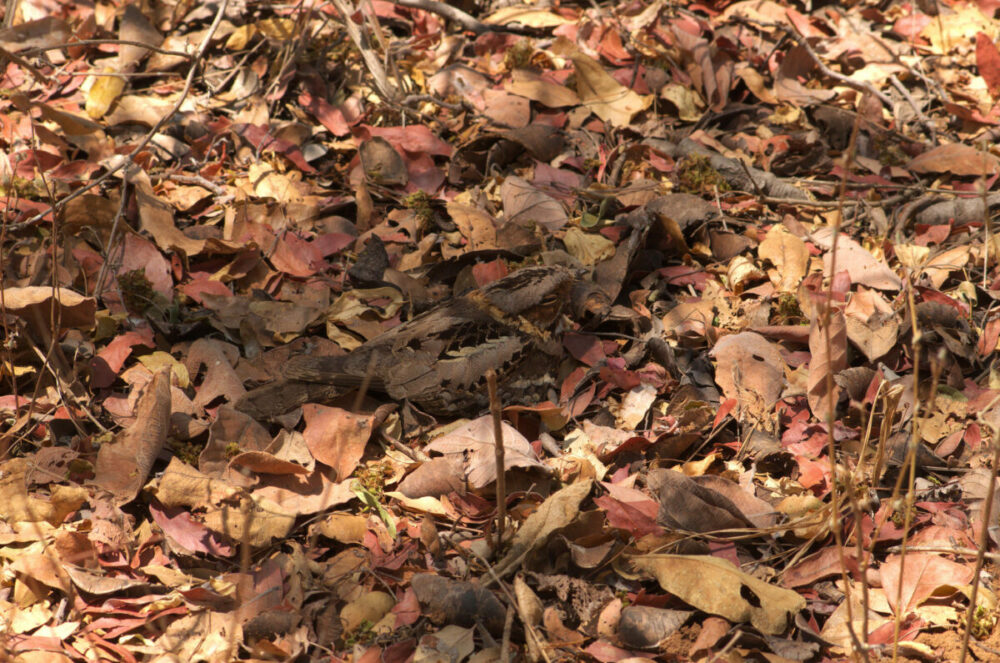 what-makes-the-nightjar-a-camouflage-champion