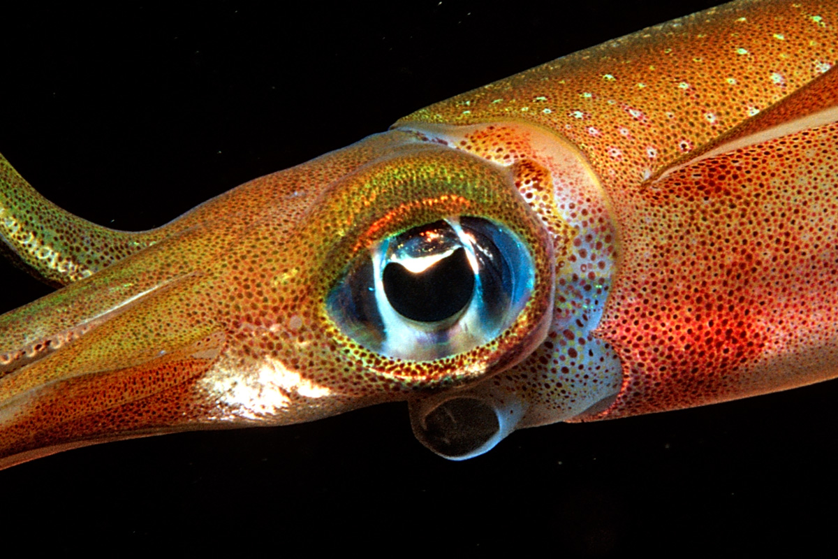 Глазки рыбок. Зрачок каракатицы. Необычные глаза животных.
