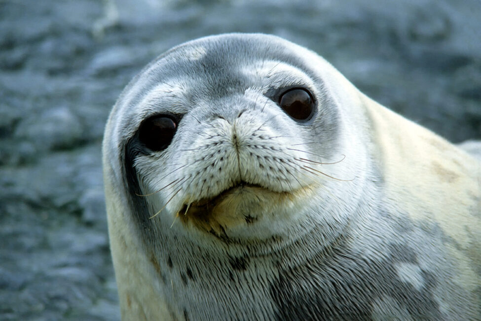 How animals survive the challenges of Antarctic