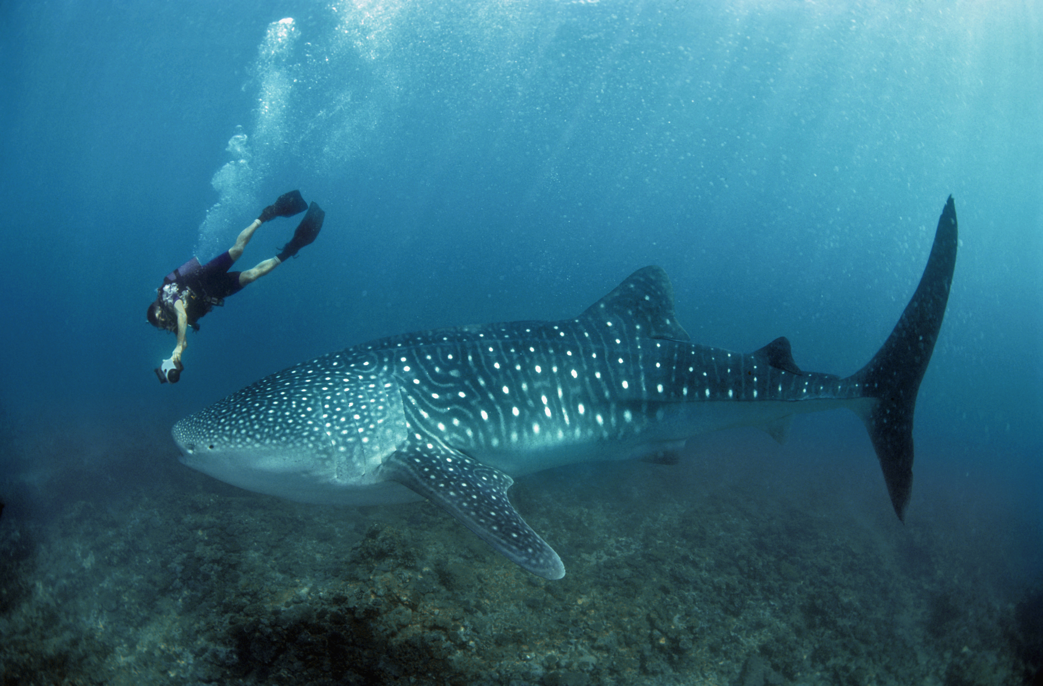 Whale shark watching just got a lot easier - Cosmos Magazine