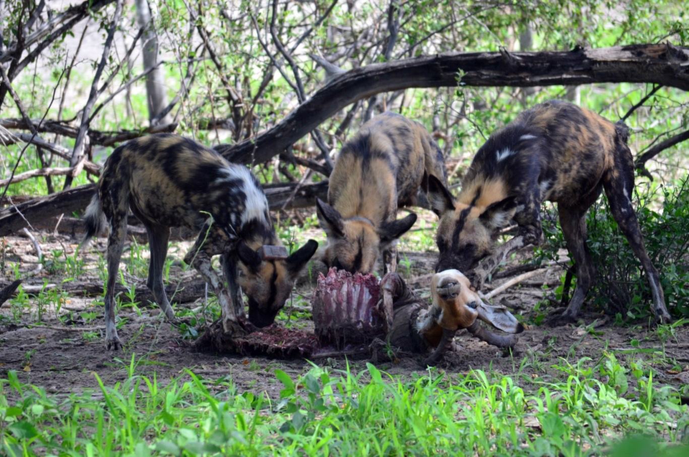 can african wild dogs mate with domestic dogs