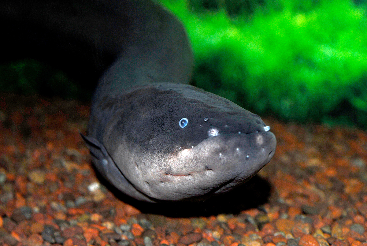 shock-news-electric-eels-leap-to-deliver-maximum-zaps-cosmos-magazine