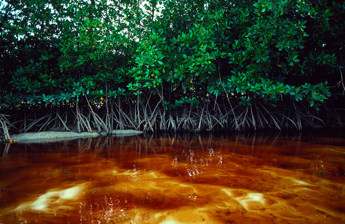 Dead mangroves shut down carbon cycle - Cosmos Magazine