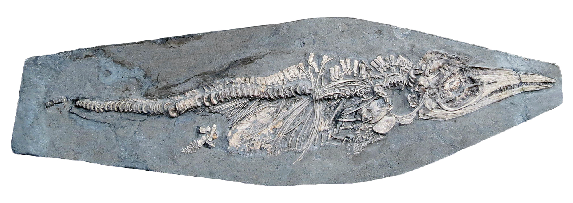 Flattened Ichthyosaur Fossil Gets New Life With X-ray Vision - The