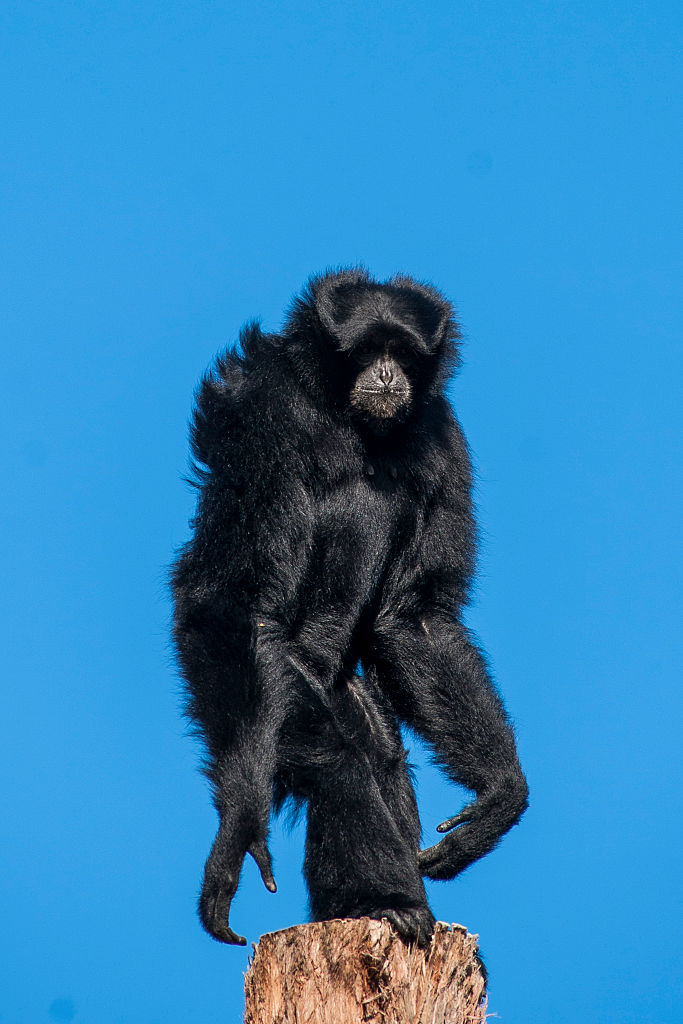 Last common ape ancestor was much smaller than thought - Cosmos Magazine