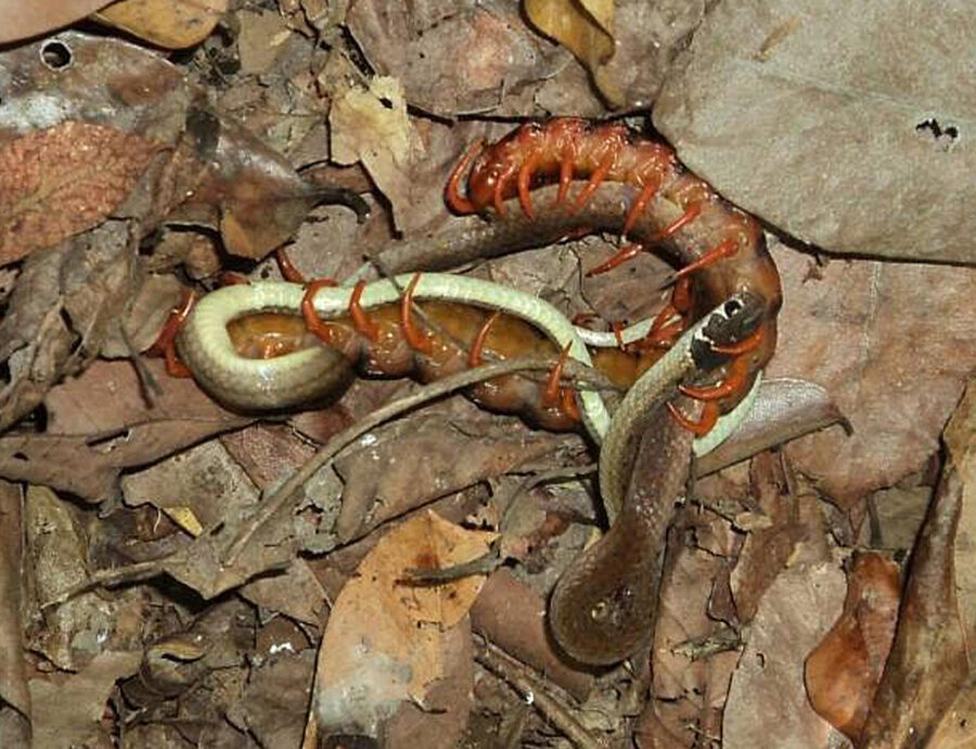 giant centipede eating bat