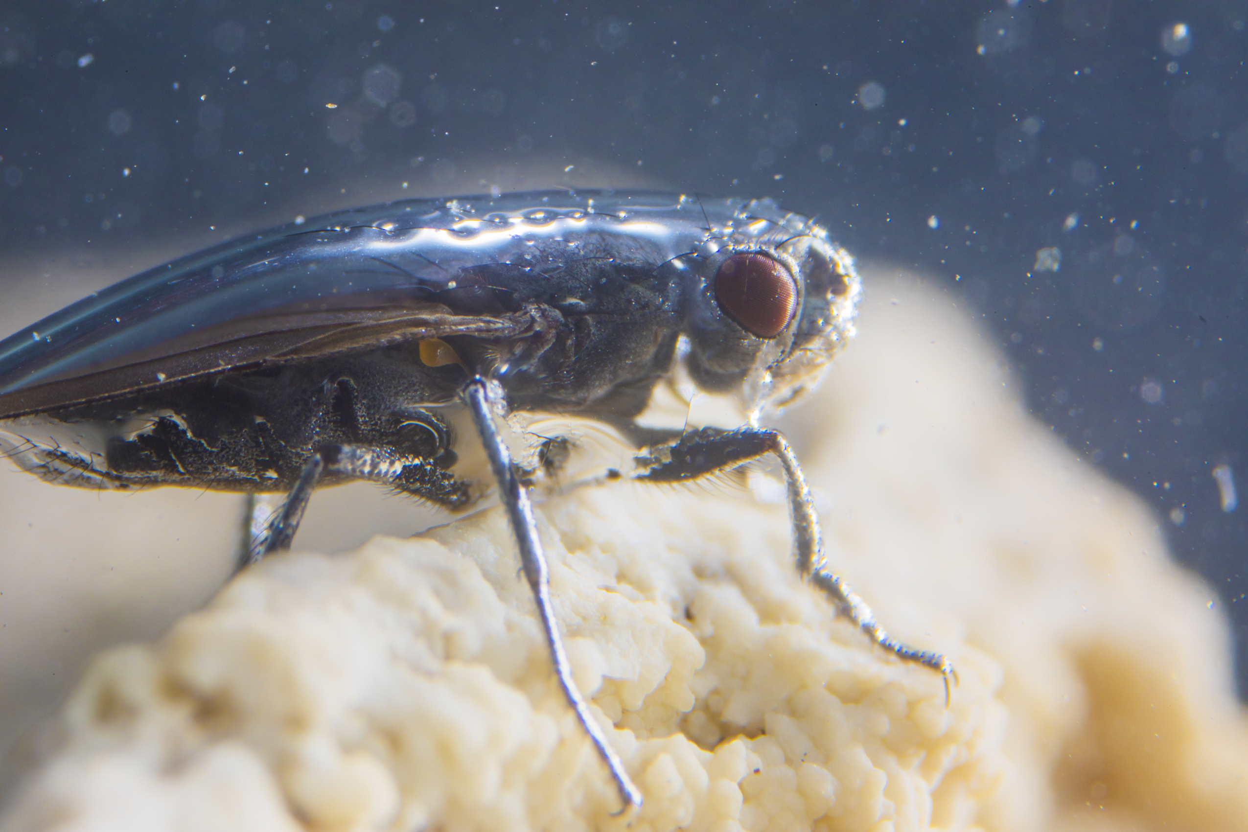 The Fly That Lives Underwater Cosmos Magazine