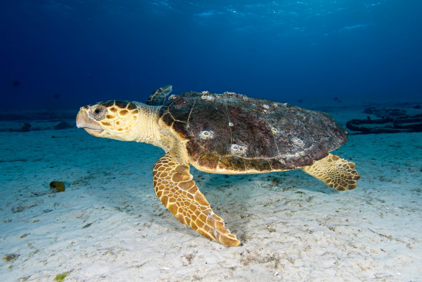 Barnacles to save endangered turtles - Cosmos Magazine