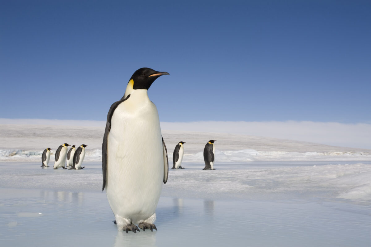 Emperor penguins meet robot penguincam