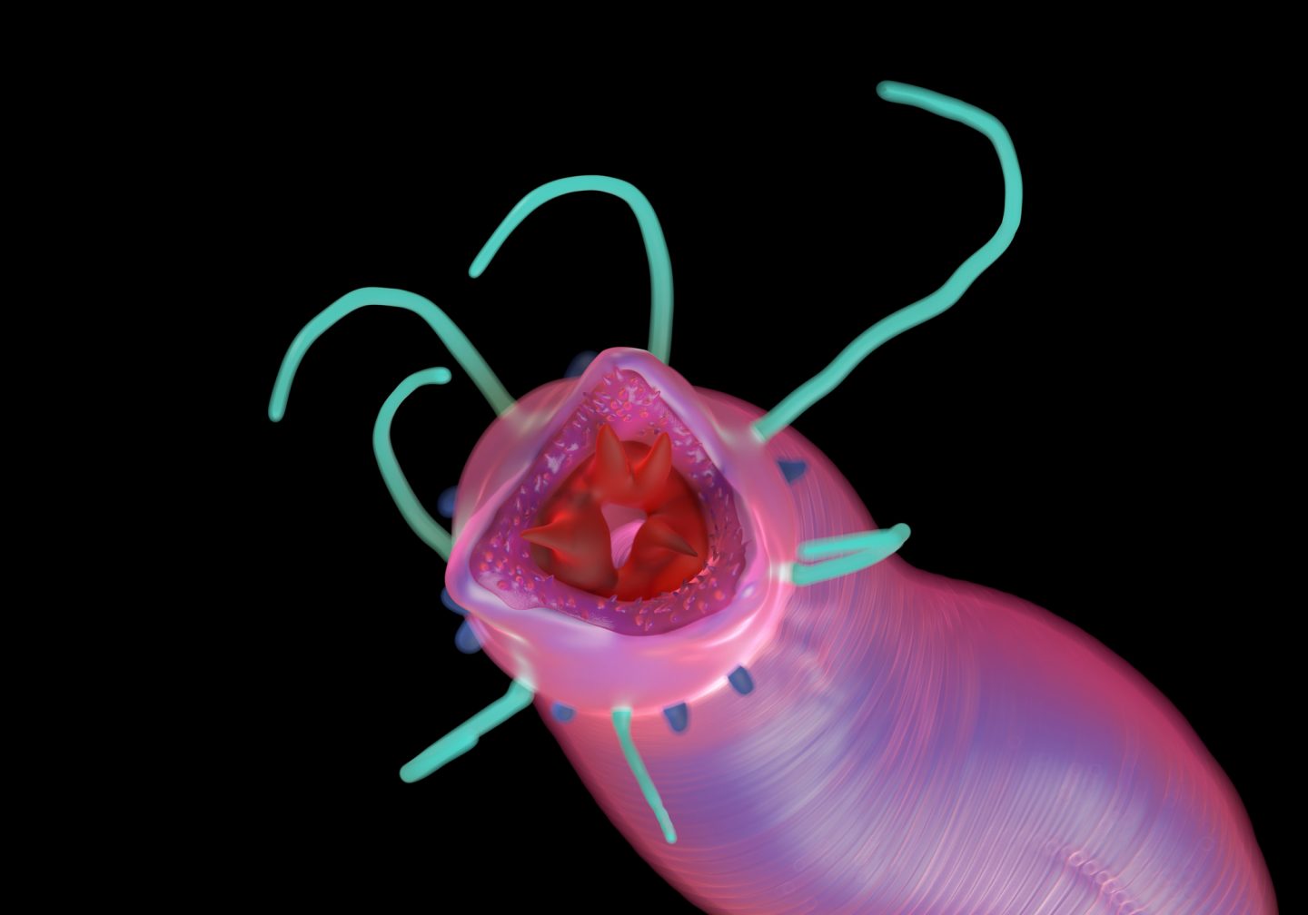 roundworm parasite