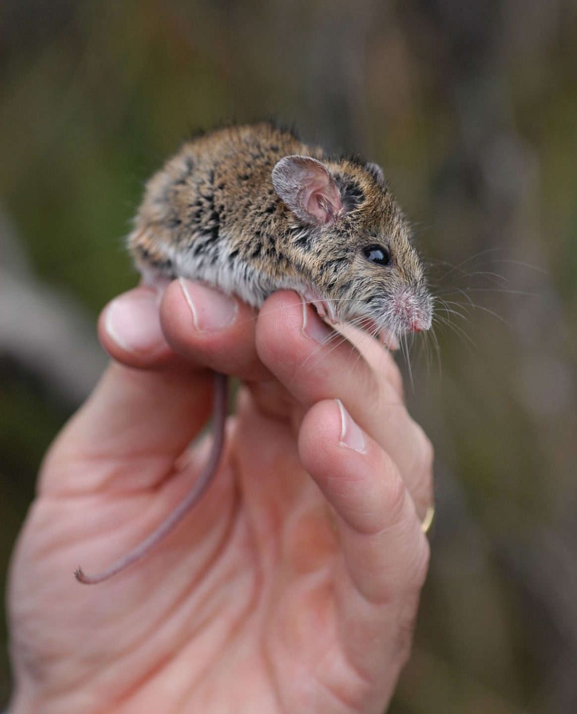 Fears grow as Australian native mouse remains