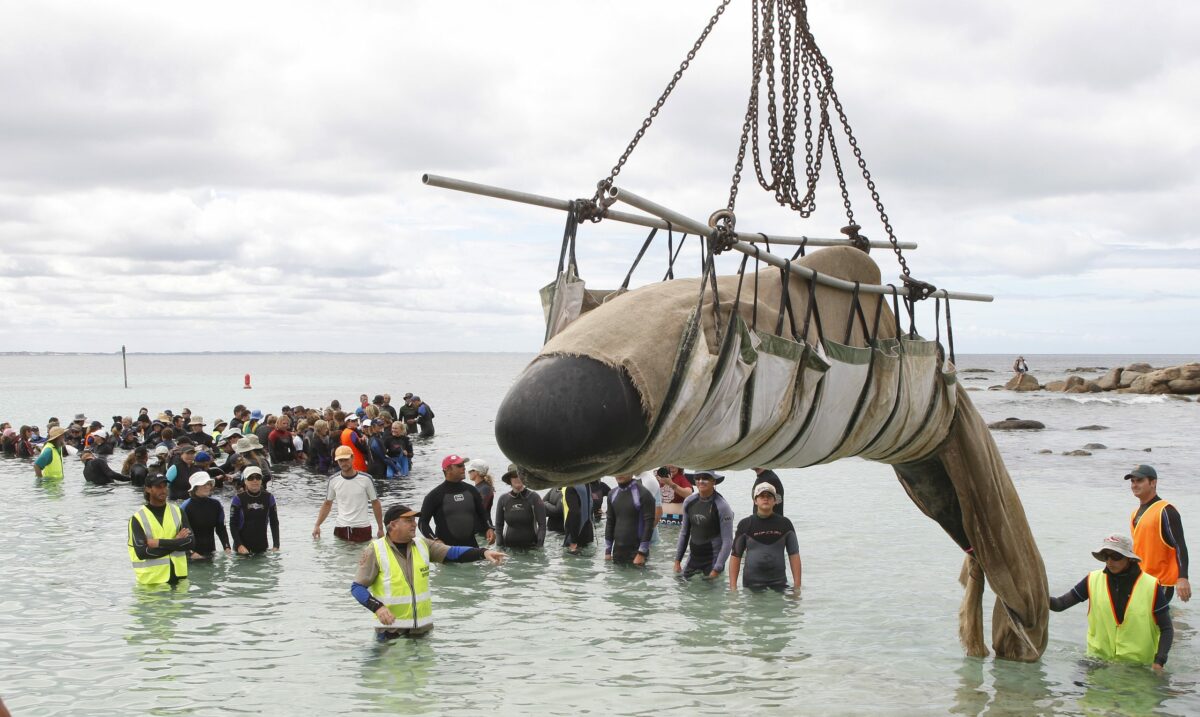 Why do whales strand themselves?