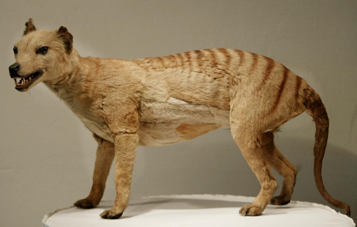 Change of vegetation doomed the thylacine - Cosmos Magazine