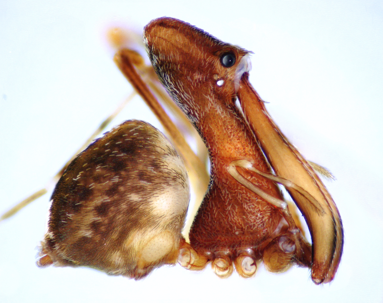 18 New Species Of Spiders That Look Like Pelicans - Cosmos Magazine