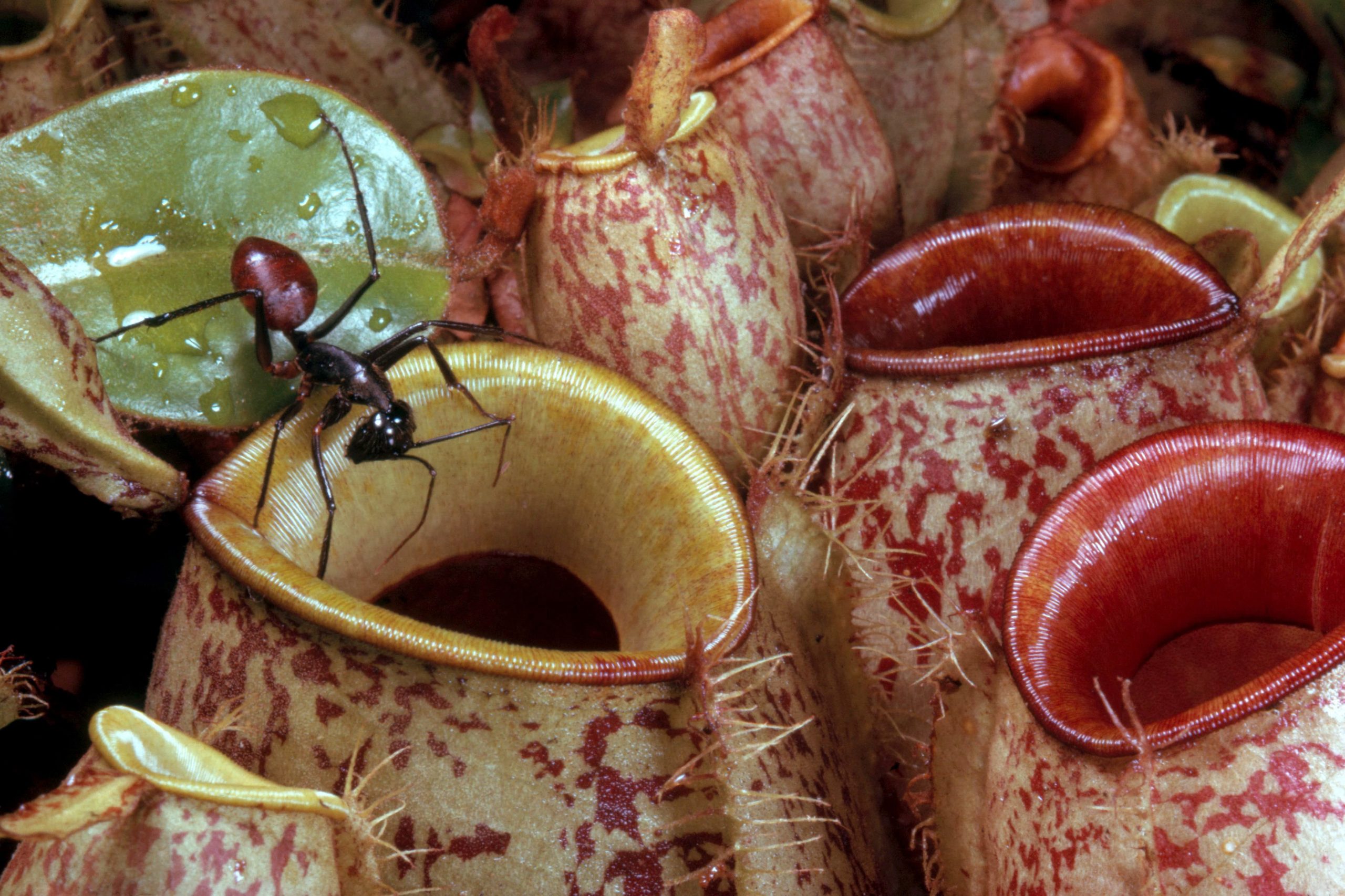 carnivorous-plants-for-sale-curious-plant-carnivorous-plants-plant