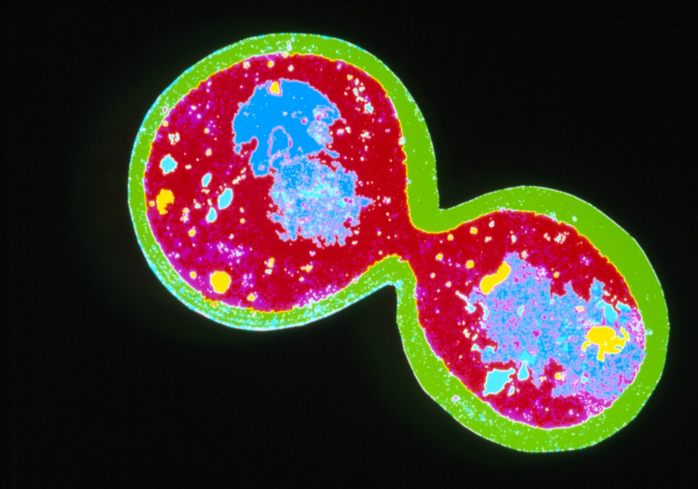 How Many Protein Molecules In A Single Cell Go On Guess Cosmos Magazine