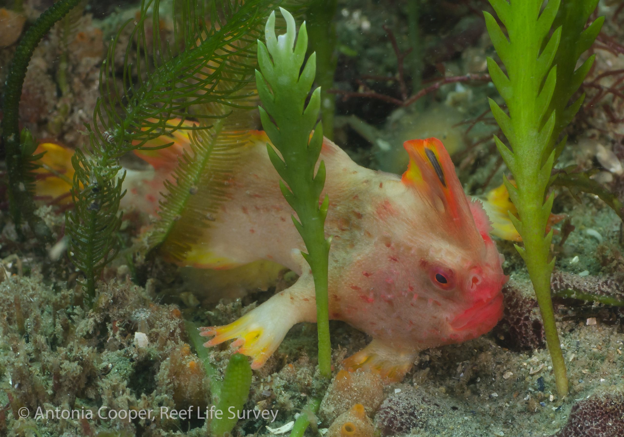 population-of-world-s-rarest-fish-discovered