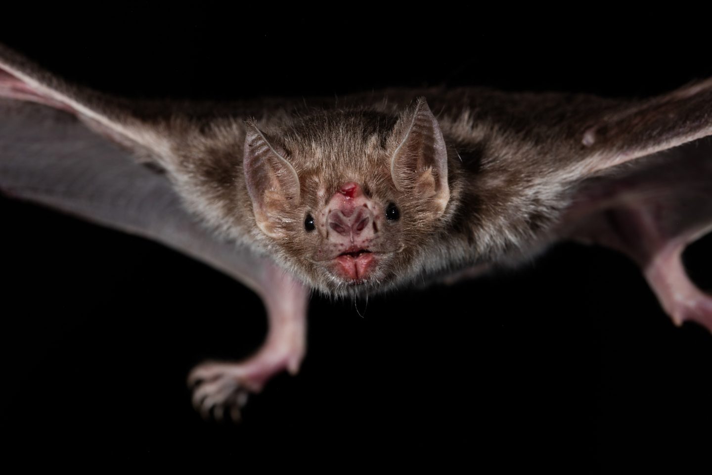 Vampire bats need bacteria to digest blood - Cosmos Magazine