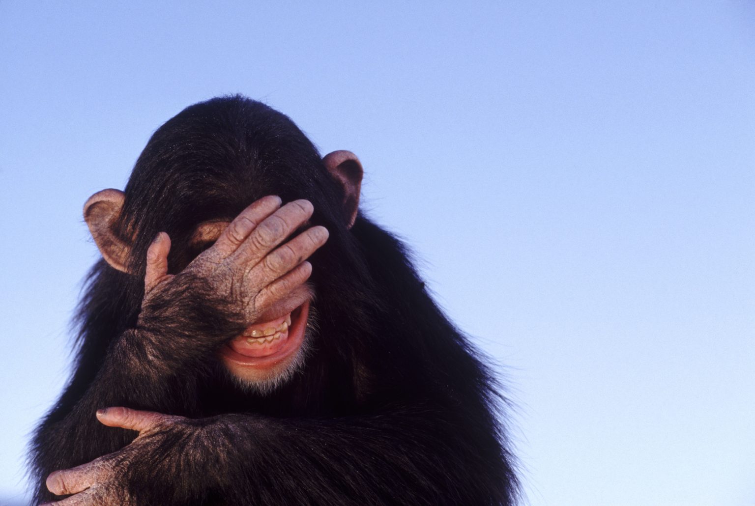 Chimps and bonobos share sign languages - Cosmos Magazine