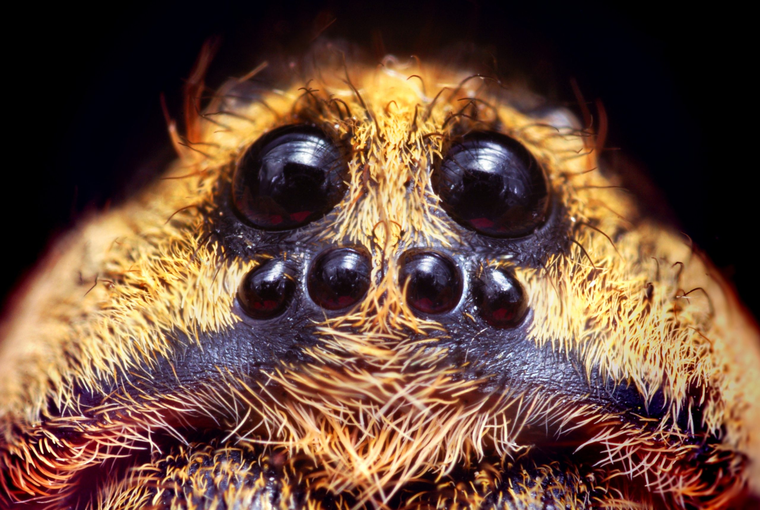 leg-genes-give-spiders-segmented-heads-cosmos-magazine