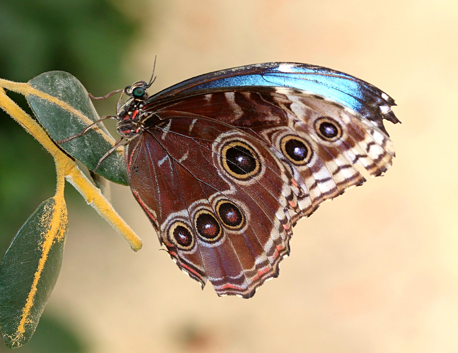 Finding cancers through the butterfly effect
