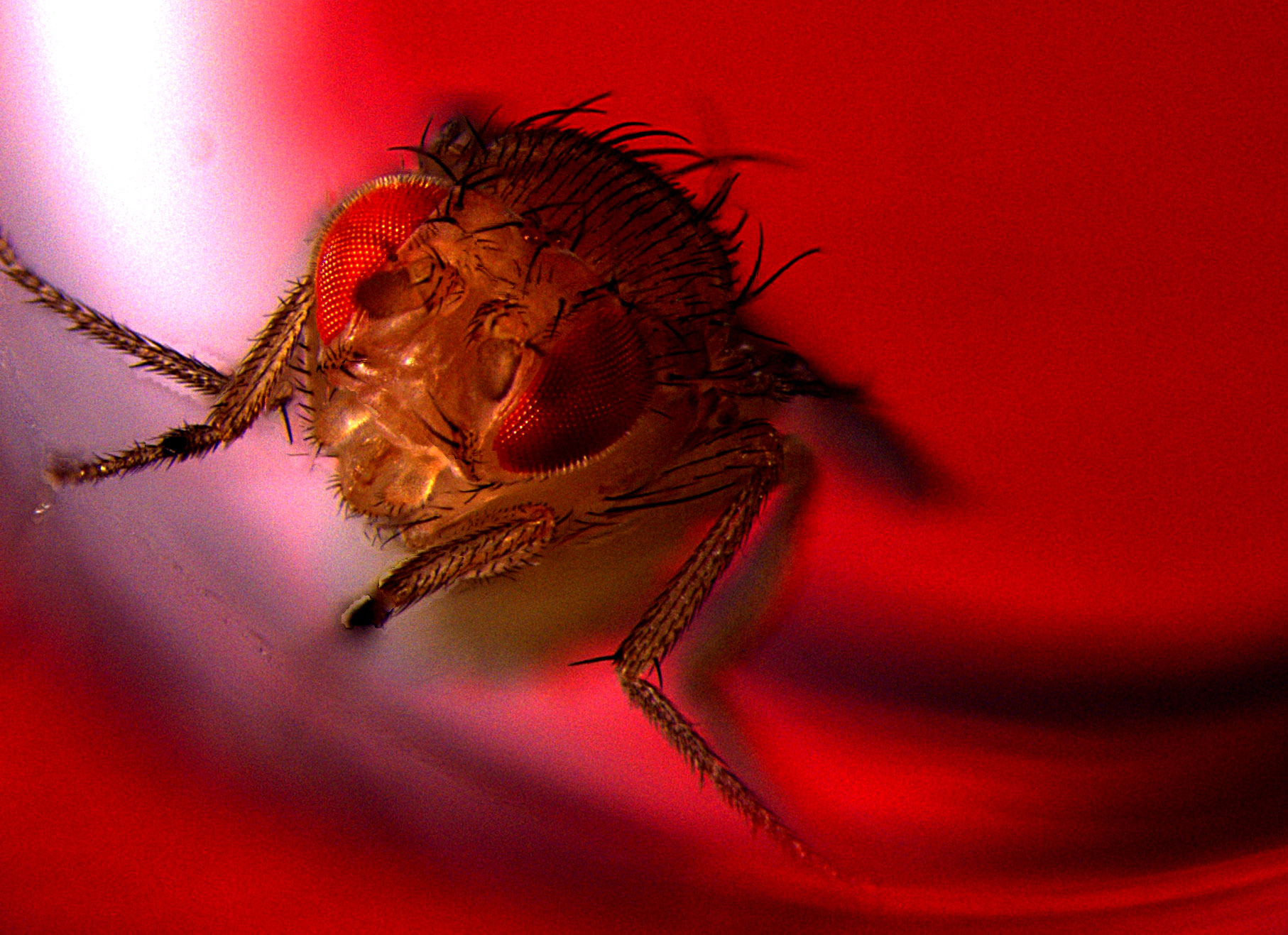 cannibal-fruit-flies-lab-maggots-hunt-one-another-bbc-news