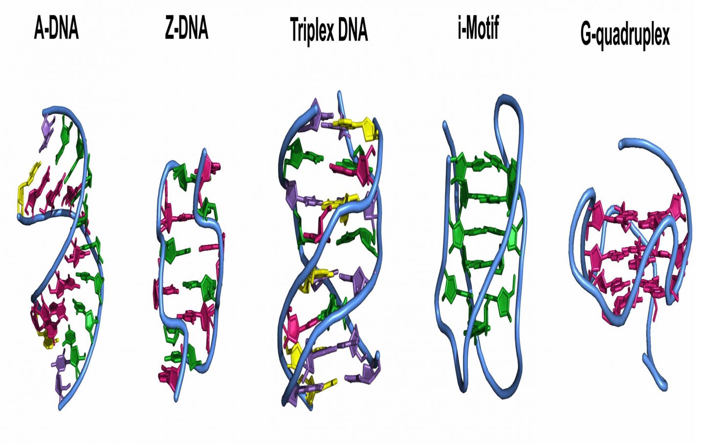 DNA shape, i-Motif