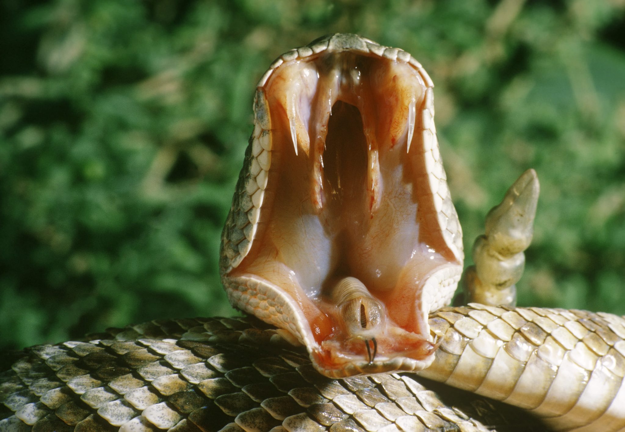 Змеиные зубы