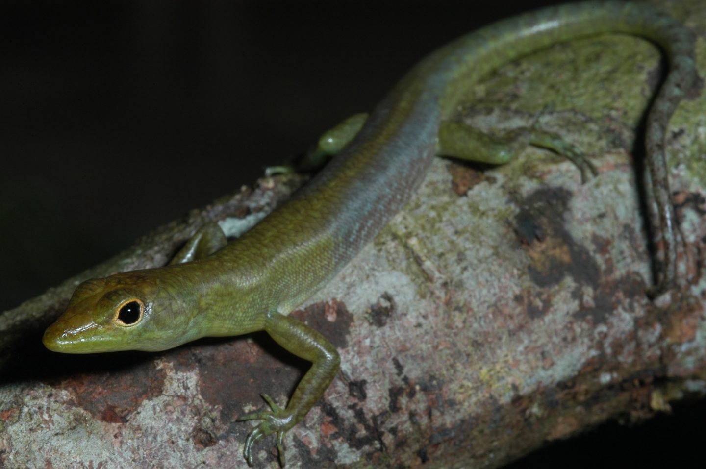 The Secret Of The Green Blooded Lizards Cosmos Magazine