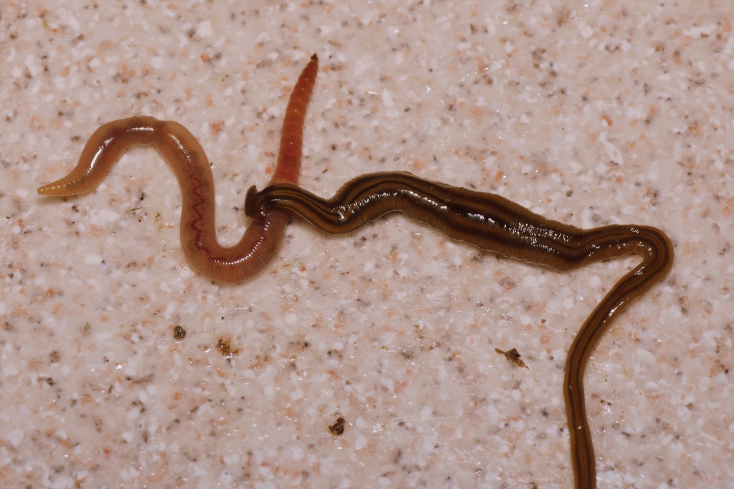 worm with a flat head